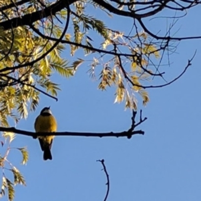 Pachycephala pectoralis (Golden Whistler) at Kambah, ACT - 24 Jul 2017 by HelenCross