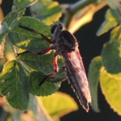 Neoaratus hercules (Herculean Robber Fly) at Pine Island to Point Hut - 31 Mar 2015 by MichaelBedingfield