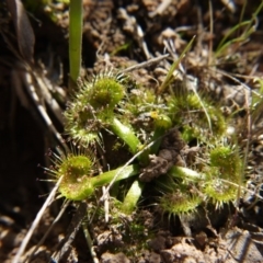 Drosera sp. (A Sundew) at Gungahlin, ACT - 3 Sep 2017 by ClubFED