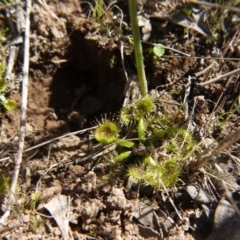 Drosera sp. at Gungahlin, ACT - 3 Sep 2017