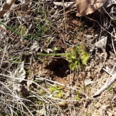 Drosera sp. at Gungahlin, ACT - 3 Sep 2017 10:45 AM