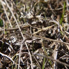 Keyacris scurra (Key's Matchstick Grasshopper) at Forde, ACT - 3 Sep 2017 by ClubFED