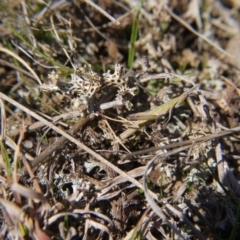 Keyacris scurra at Forde, ACT - 3 Sep 2017 11:12 AM