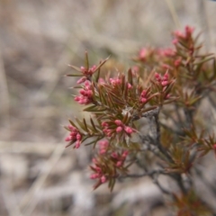 Lissanthe strigosa subsp. subulata (Peach Heath) at Forde, ACT - 3 Sep 2017 by ClubFED