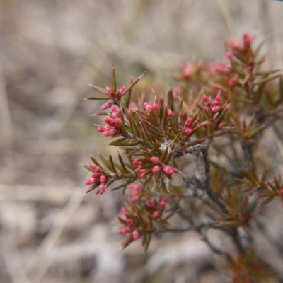 Lissanthe strigosa subsp. subulata (Peach Heath) at Mulligans Flat - 3 Sep 2017 by ClubFED