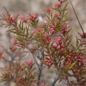 Lissanthe strigosa subsp. subulata at Forde, ACT - 3 Sep 2017