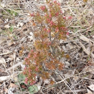 Lissanthe strigosa subsp. subulata at Forde, ACT - 3 Sep 2017