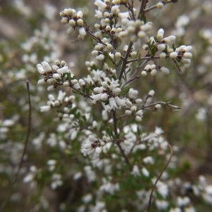 Cryptandra amara at Gungahlin, ACT - 3 Sep 2017