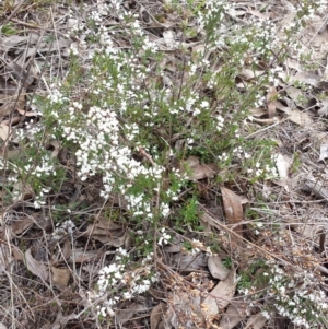 Cryptandra amara at Gungahlin, ACT - 3 Sep 2017