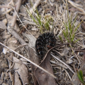 Apina callisto at Forde, ACT - 3 Sep 2017 12:23 PM