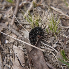 Apina callisto at Forde, ACT - 3 Sep 2017 12:23 PM