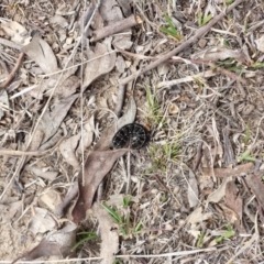 Apina callisto at Forde, ACT - 3 Sep 2017 12:23 PM