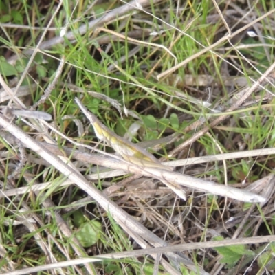 Keyacris scurra (Key's Matchstick Grasshopper) at Conder, ACT - 10 Sep 1999 by MichaelBedingfield