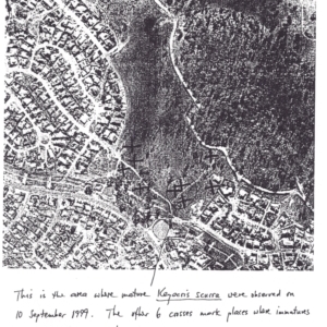 Keyacris scurra at Conder, ACT - 14 Jun 2000