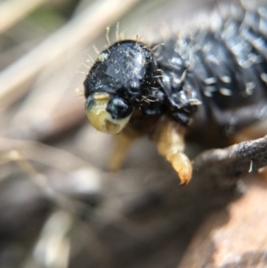 Perga sp. (genus) at Canberra Central, ACT - 4 Sep 2017