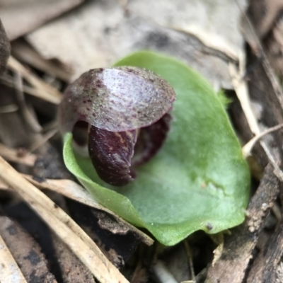 Corysanthes incurva (Slaty Helmet Orchid) at Canberra Central, ACT - 4 Sep 2017 by AaronClausen