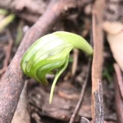 Pterostylis nutans (Nodding Greenhood) at Black Mountain - 4 Sep 2017 by AaronClausen