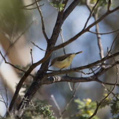 Acanthiza reguloides (Buff-rumped Thornbill) at Gungahlin, ACT - 3 Sep 2017 by SallyandPeter