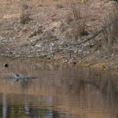 Anthochaera carunculata at Gungahlin, ACT - 3 Sep 2017