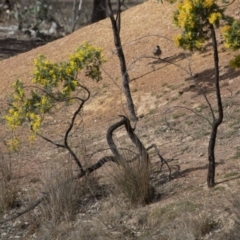 Anthochaera carunculata at Gungahlin, ACT - 3 Sep 2017