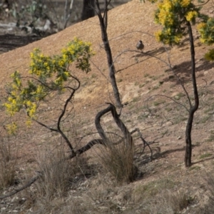 Anthochaera carunculata at Gungahlin, ACT - 3 Sep 2017