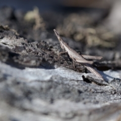 Keyacris scurra (Key's Matchstick Grasshopper) at Gungahlin, ACT - 3 Sep 2017 by SallyandPeter