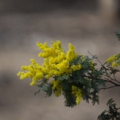 Acacia dealbata subsp. subalpina (Monaro Silver-wattle) at Gungahlin, ACT - 2 Sep 2017 by SallyandPeter