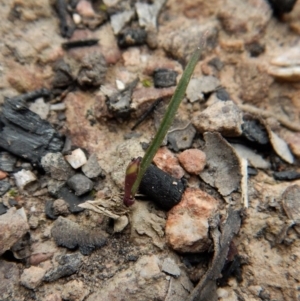 Caladenia fuscata at Belconnen, ACT - 28 Aug 2017