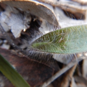 Caladenia atrovespa at Aranda, ACT - 30 Aug 2017