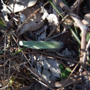 Caladenia atrovespa at Aranda, ACT - 30 Aug 2017