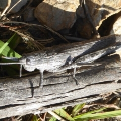 Peakesia hospita (Common Peakesia Grasshopper) at Coolringdon, NSW - 16 Feb 2016 by Christine