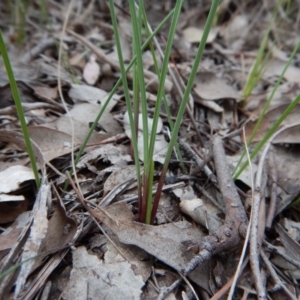 Diuris nigromontana at Belconnen, ACT - suppressed