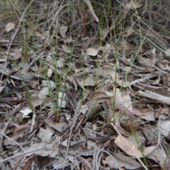 Diuris nigromontana at Belconnen, ACT - suppressed