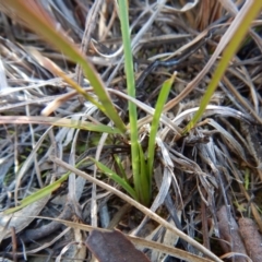 Diuris sp. (hybrid) (Hybrid Donkey Orchid) at Belconnen, ACT - 22 Aug 2017 by CathB