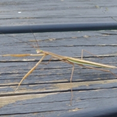 Tenodera australasiae (Purple-winged mantid) at Coree, ACT - 11 Feb 2016 by Christine