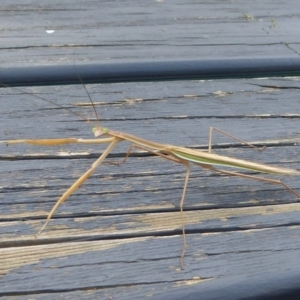 Tenodera australasiae at Coree, ACT - 11 Feb 2016