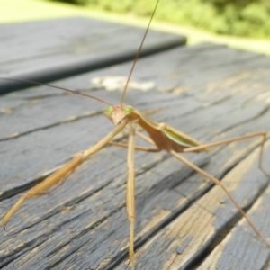 Tenodera australasiae at Coree, ACT - 11 Feb 2016