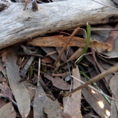 Thelymitra brevifolia (Short-leaf Sun Orchid) at Mount Painter - 22 Aug 2017 by CathB