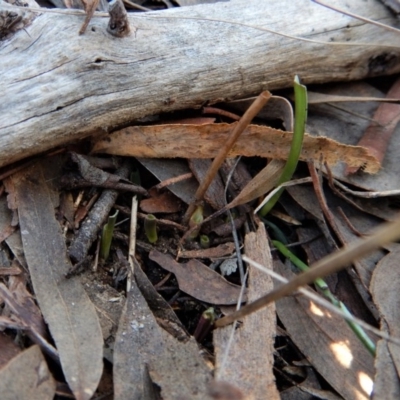 Thelymitra brevifolia (Short-leaf Sun Orchid) at Cook, ACT - 22 Aug 2017 by CathB
