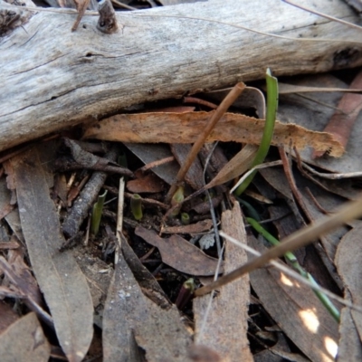 Thelymitra brevifolia (Short-leaf Sun Orchid) at Mount Painter - 22 Aug 2017 by CathB