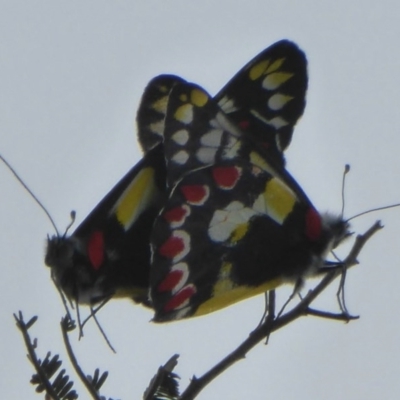Delias aganippe (Spotted Jezebel) at Stromlo, ACT - 5 Mar 2016 by Christine
