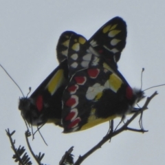 Delias aganippe (Spotted Jezebel) at Stromlo, ACT - 4 Mar 2016 by Christine
