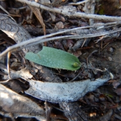 Glossodia major (Wax Lip Orchid) at Mount Painter - 22 Aug 2017 by CathB