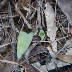 Glossodia major at Cook, ACT - 22 Aug 2017