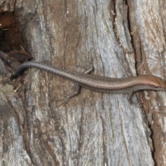 Lampropholis guichenoti (Common Garden Skink) at Paddys River, ACT - 27 Jan 2016 by Christine