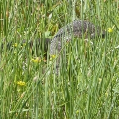 Notechis scutatus (Tiger Snake) at Wollogorang, NSW - 8 Nov 2015 by Christine