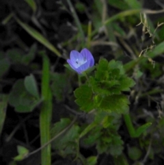 Veronica persica (Creeping Speedwell) at Reid, ACT - 2 Sep 2017 by JanetRussell