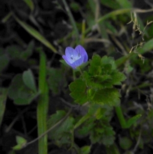 Veronica persica at Reid, ACT - 2 Sep 2017 05:01 PM