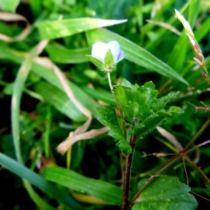 Veronica persica at Reid, ACT - 2 Sep 2017