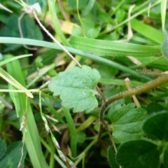 Veronica persica at Reid, ACT - 2 Sep 2017 05:01 PM